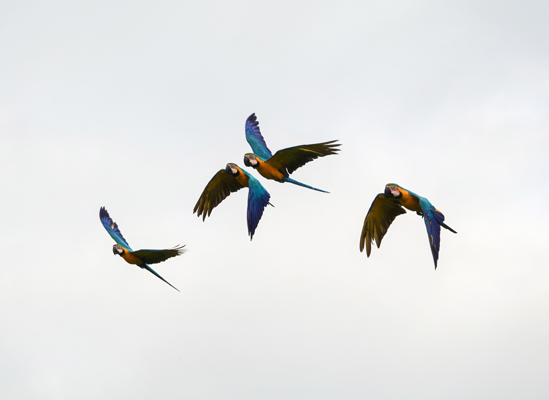 Cuatro guacamayos azules y amarillos (Ara ararauna) volando en formación contra cielo claro sobre la Reserva Los Loros, Villanueva, Bolívar