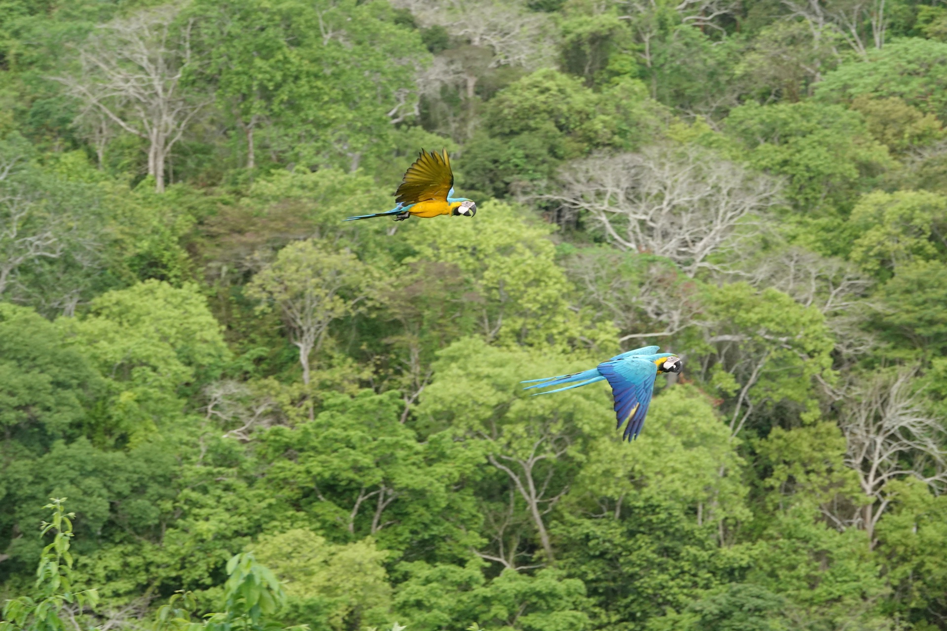 Dos guacamayos azules y amarillos sobre el dosel del bosque seco tropical en las laderas del Cerro El Peligro