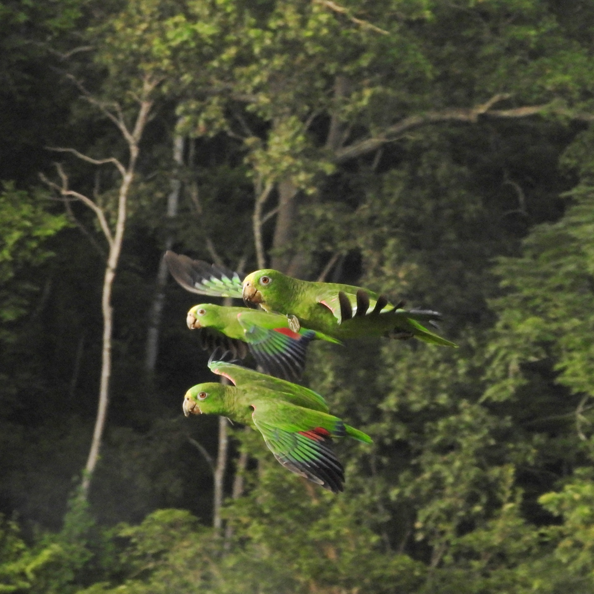 Tres loros frentiamarillos (Amazona ochrocephala) en vuelo en formación cerrada sobre el bosque, con la medalla de identificación visible en el ave del medio