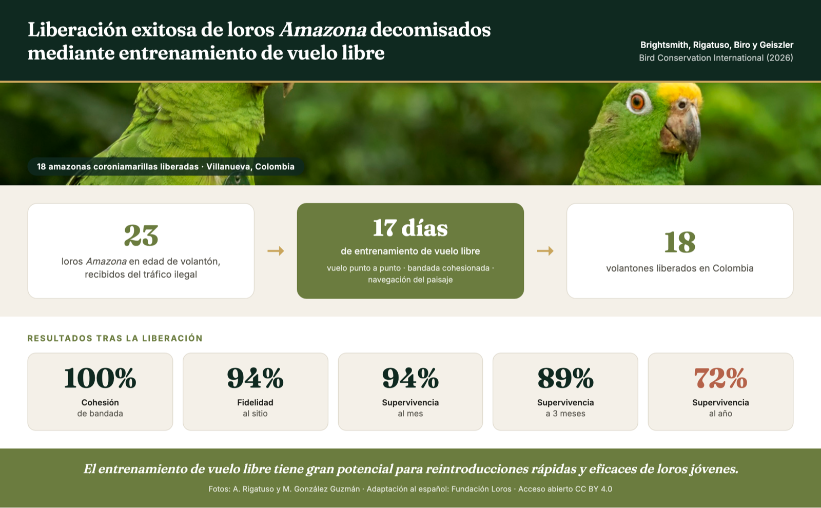 Resumen gráfico: 23 loros Amazona en edad de volantón recibidos del tráfico ilegal; 17 días de entrenamiento de vuelo libre; 18 volantones liberados en Colombia; cohesión de bandada 100%, fidelidad al sitio 94%, supervivencia 94% al mes, 89% a los tres meses y 72% al año.