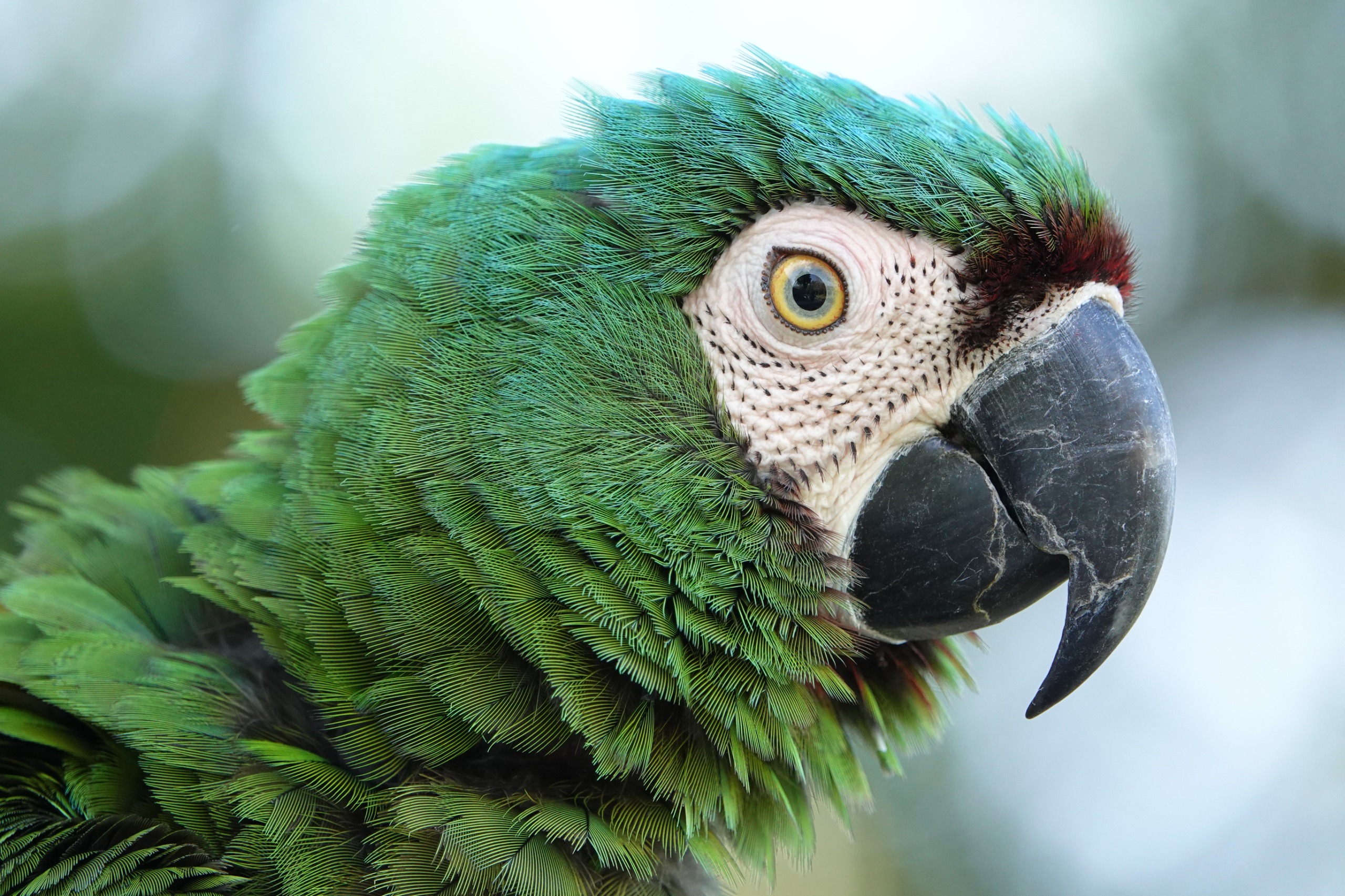 Green macaw (Ara severus) rescued from the pet trade, now living free at Loros Wildlife Sanctuary near Cartagena, Colombia