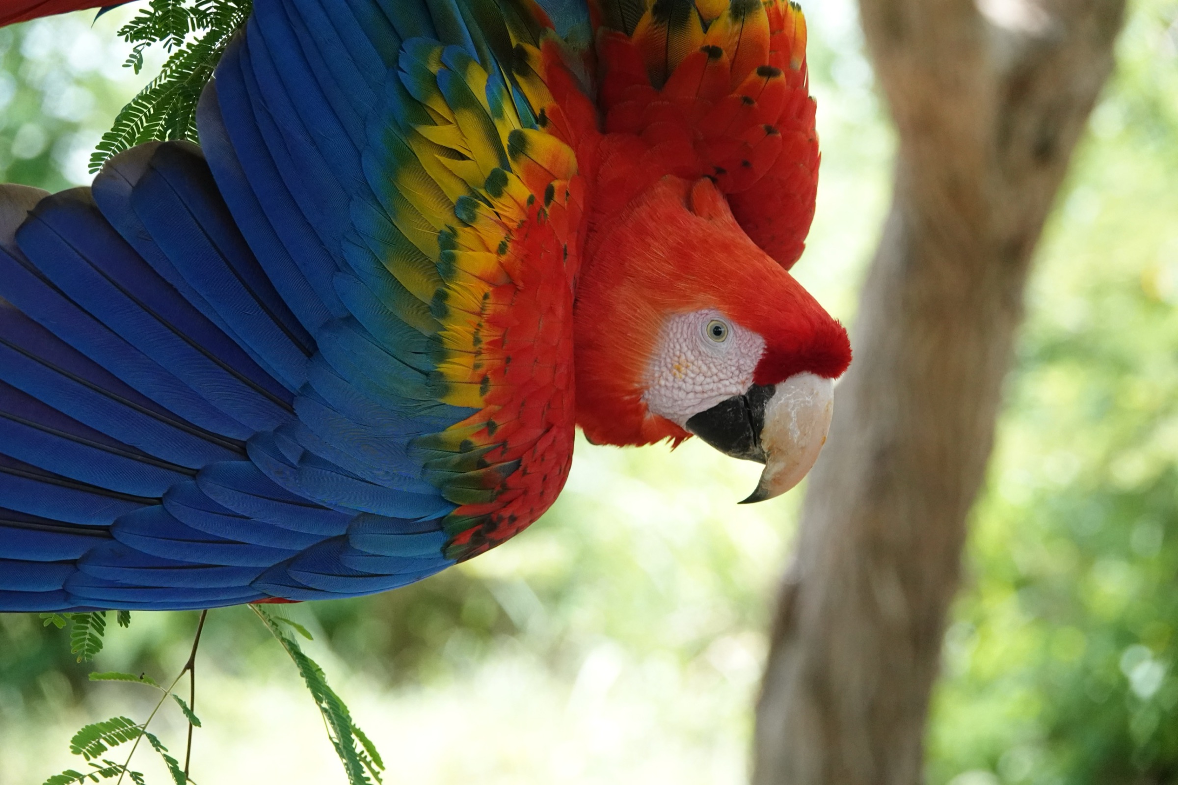 Scarlet macaw (Ara macao) at Loros Wildlife Sanctuary, one of the best things to do in Cartagena in nature
