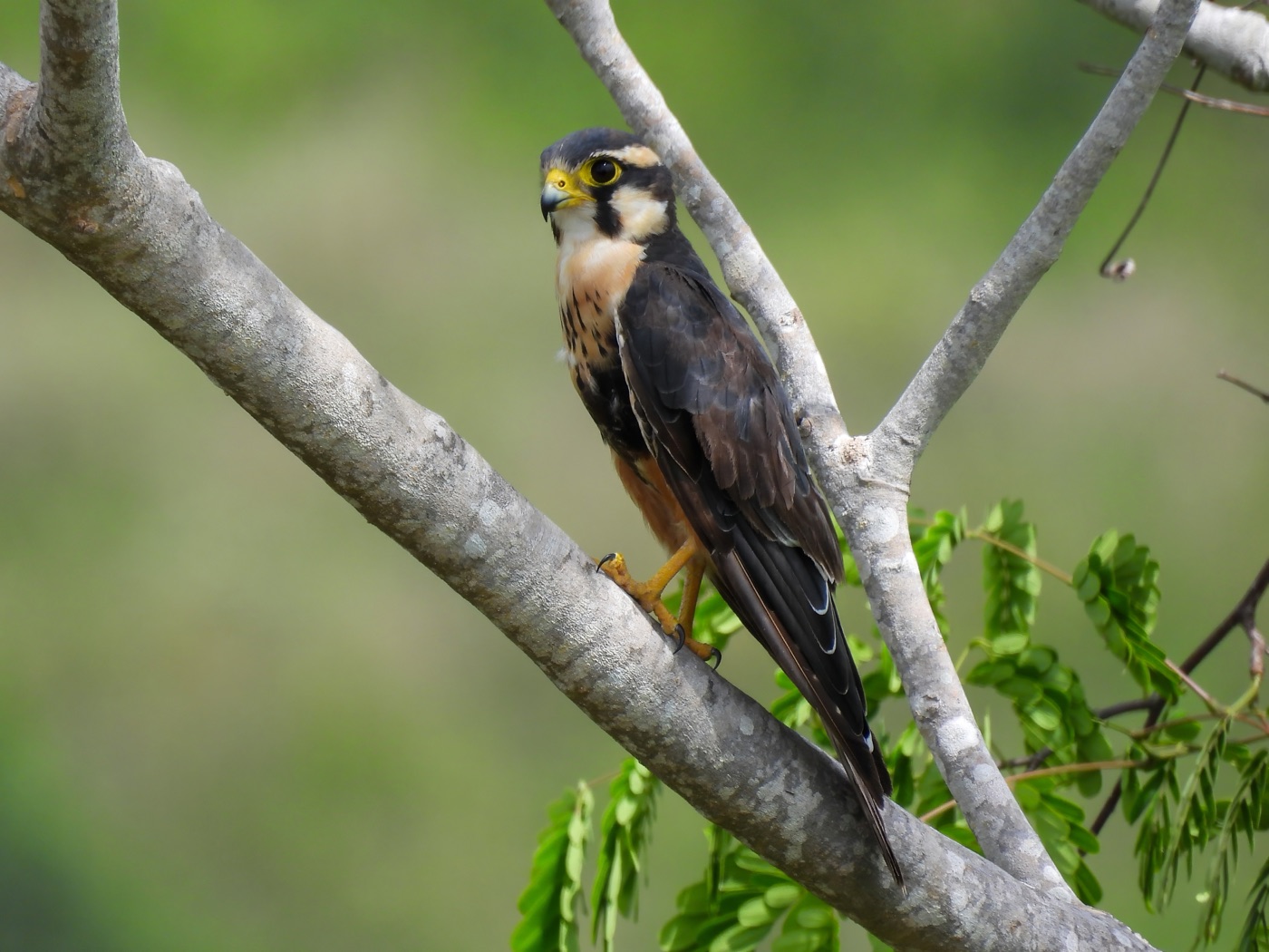 Halcón aplomado (Falco femoralis)