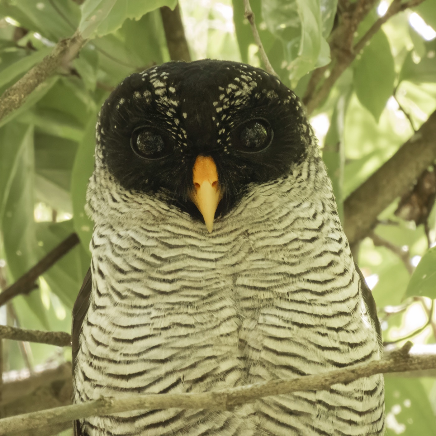 Búho blanco y negro (Strix nigrolineata)