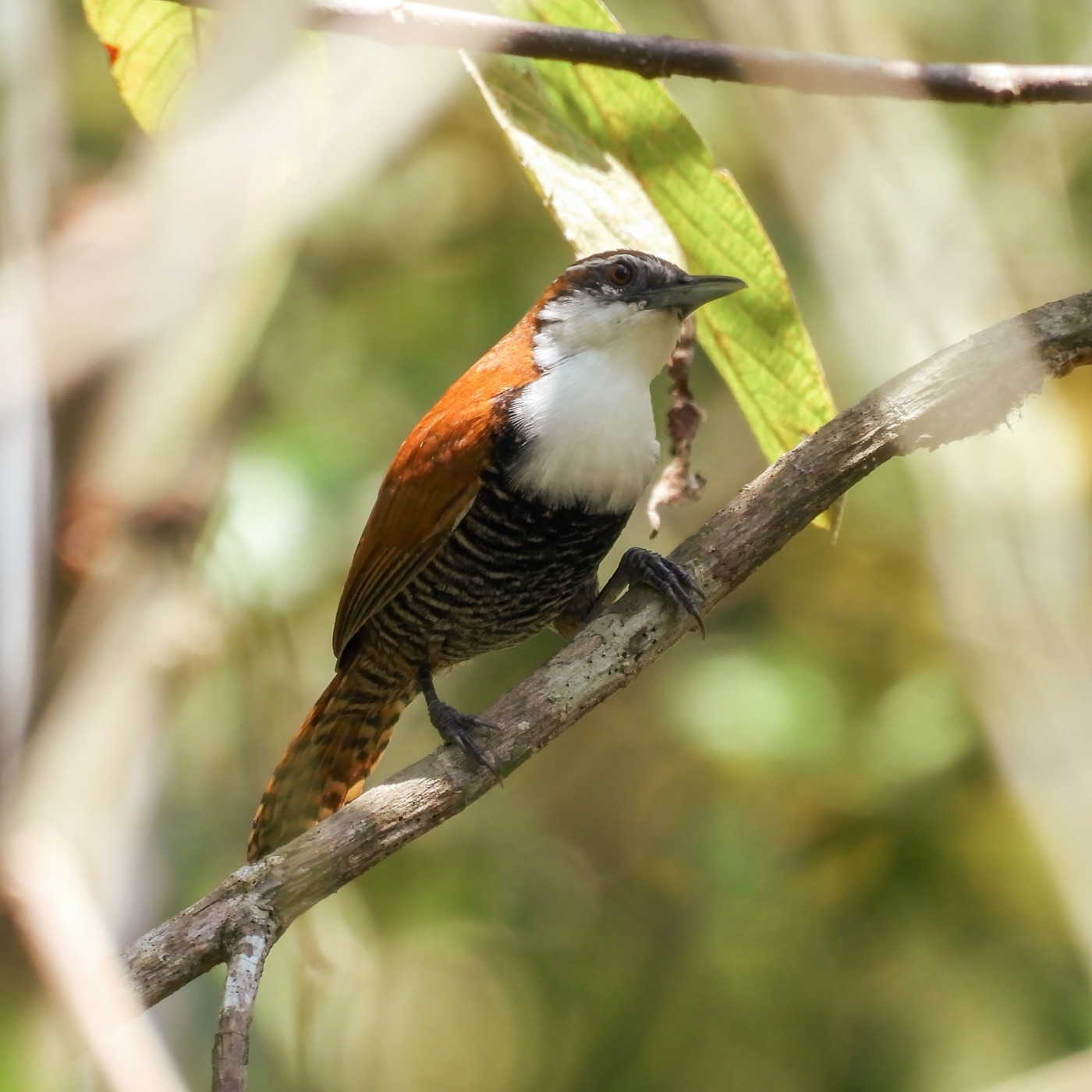 Cucarachero ventrinegro (Pheugopedius fasciatoventris)