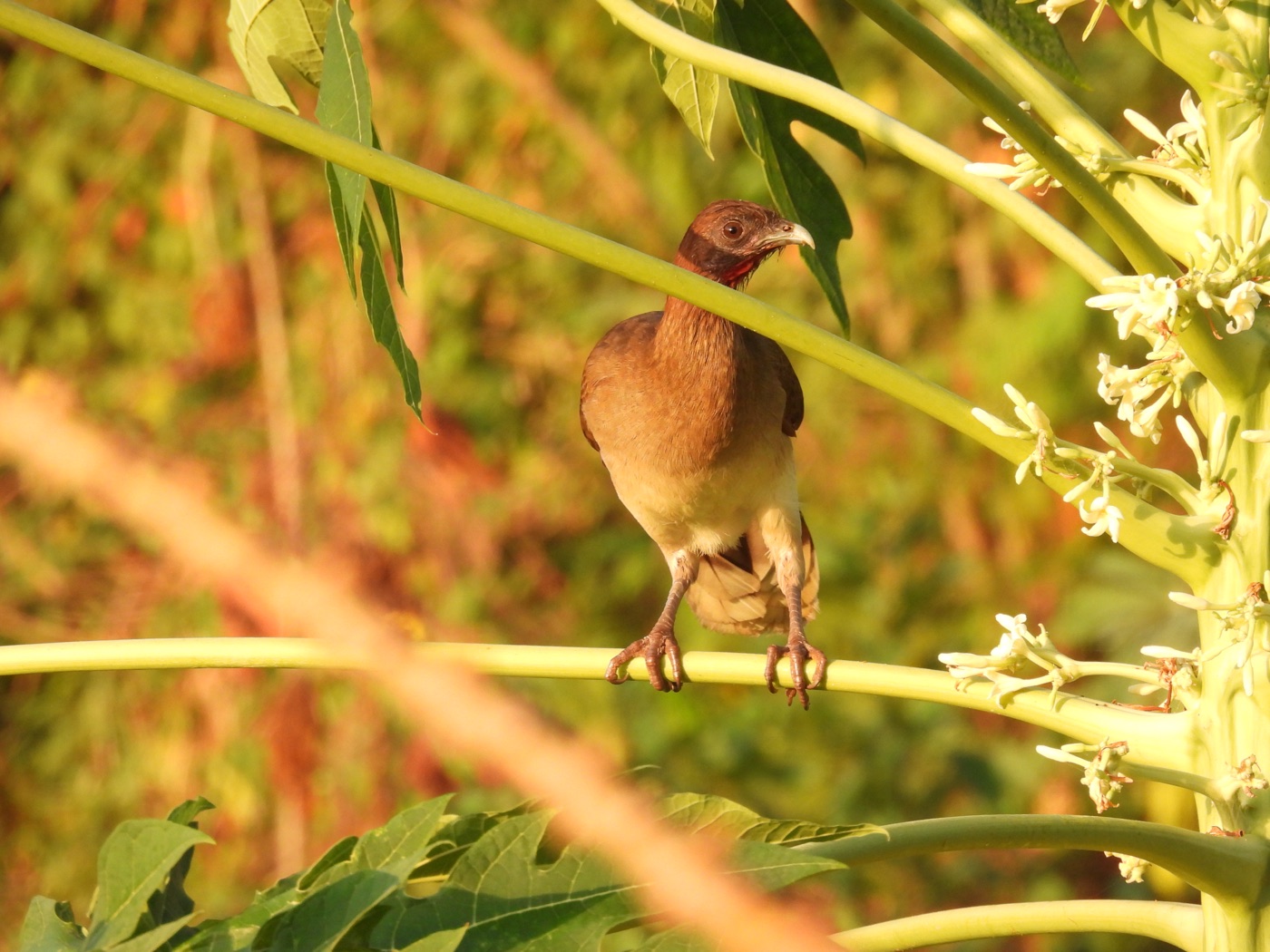 Chachalaca colombiana (Ortalis garrula)
