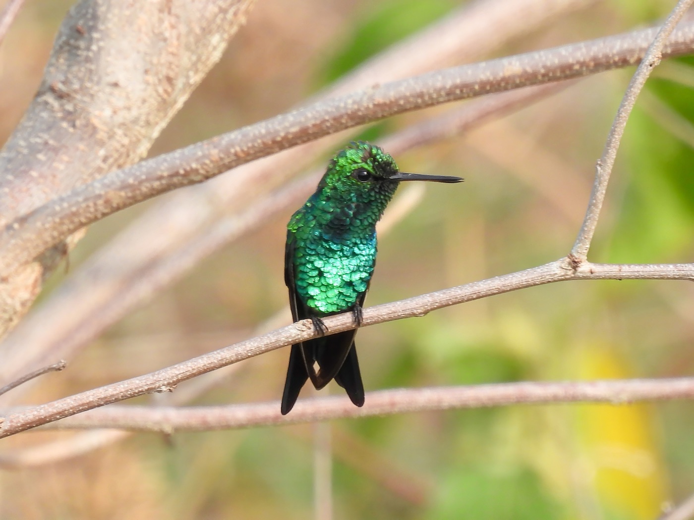 Esmeralda piquirroja (Chlorostilbon gibsoni)