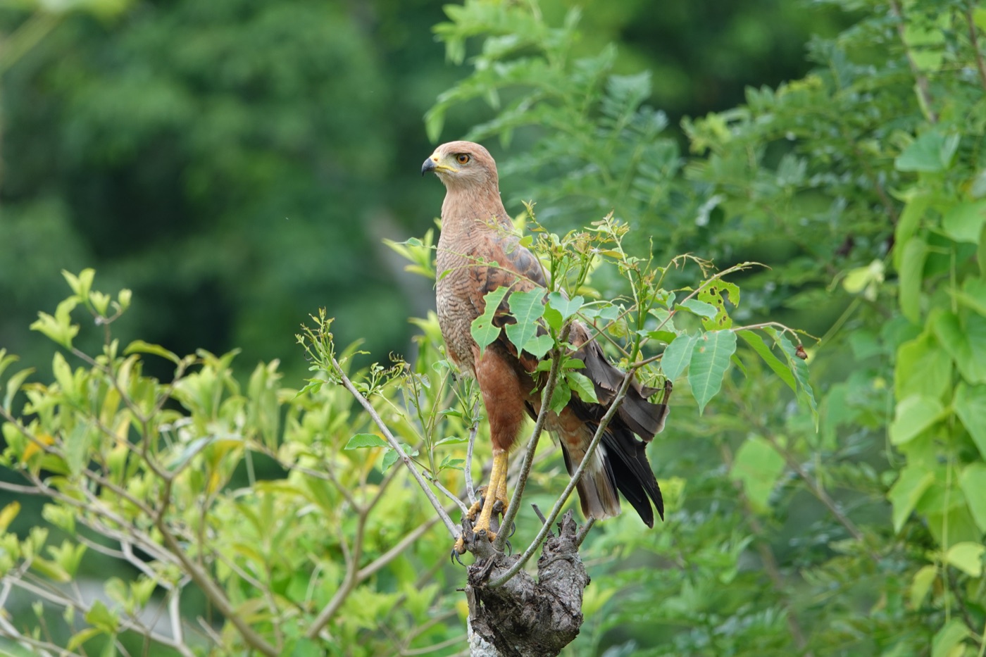 Gavilán caminero (Rupornis magnirostris)