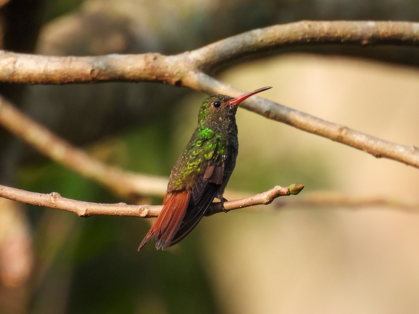 Amazilia colirrufa (Amazilia tzacatl)