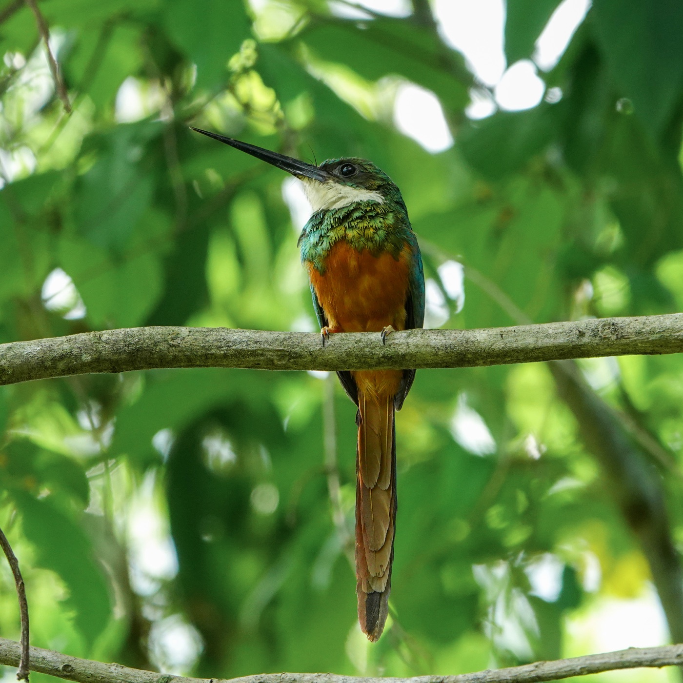 Jacamar colirrufo (Galbula ruficauda)