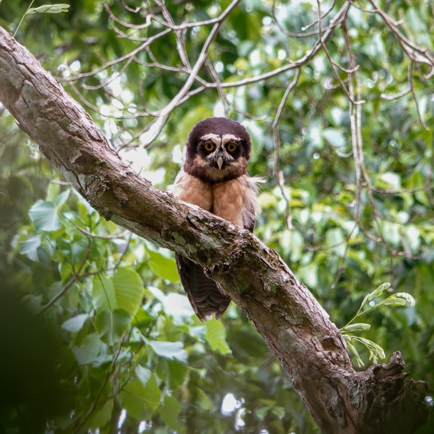 Búho de anteojos (Pulsatrix perspicillata)