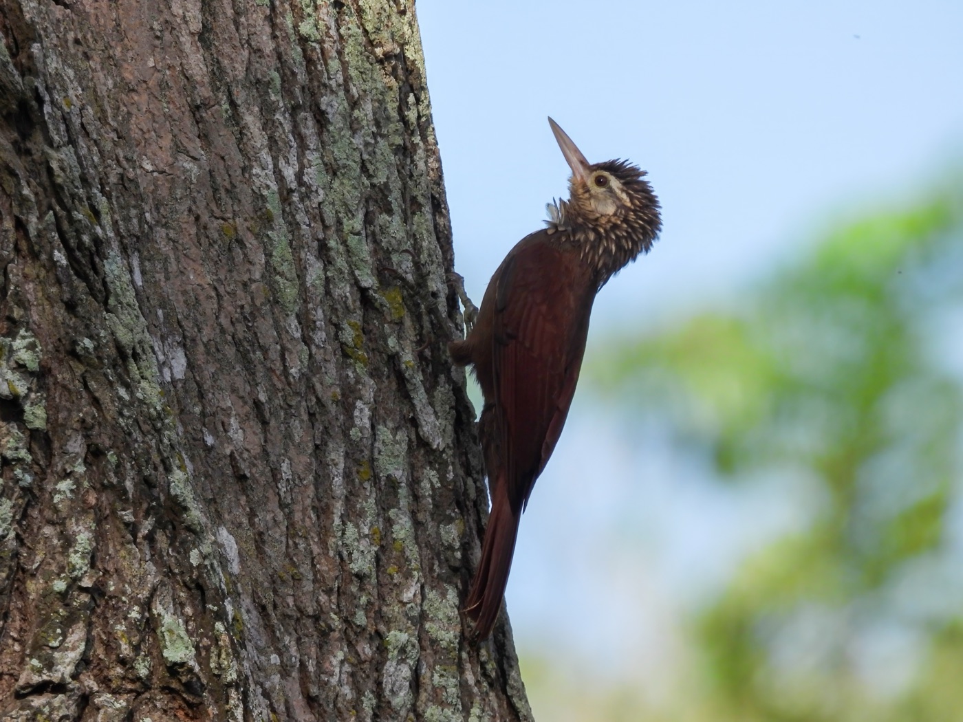 Trepatroncos piquirrecto (Dendroplex picus)