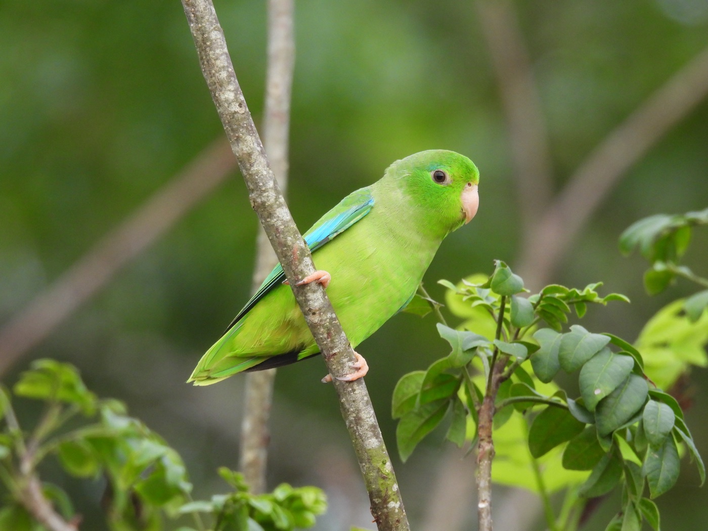 Cotorrita aliturquesa (Forpus spengeli)