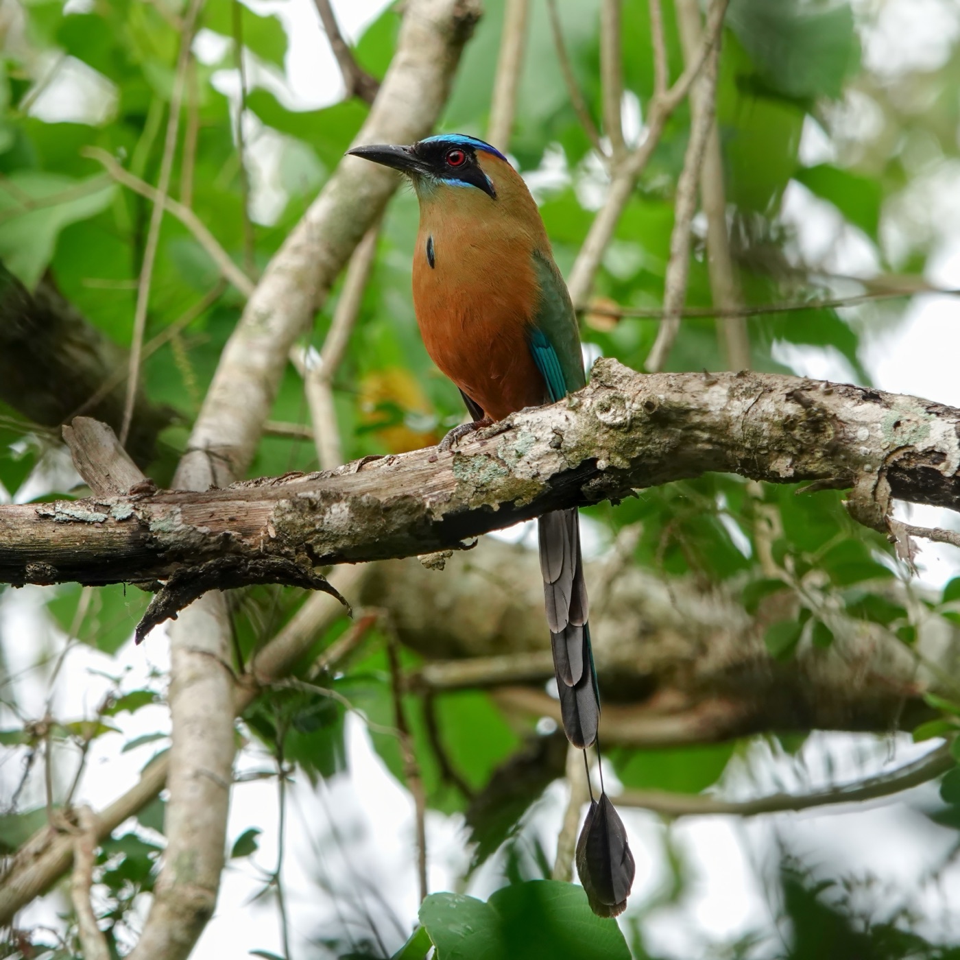 Barranquero (Momotus subrufescens)