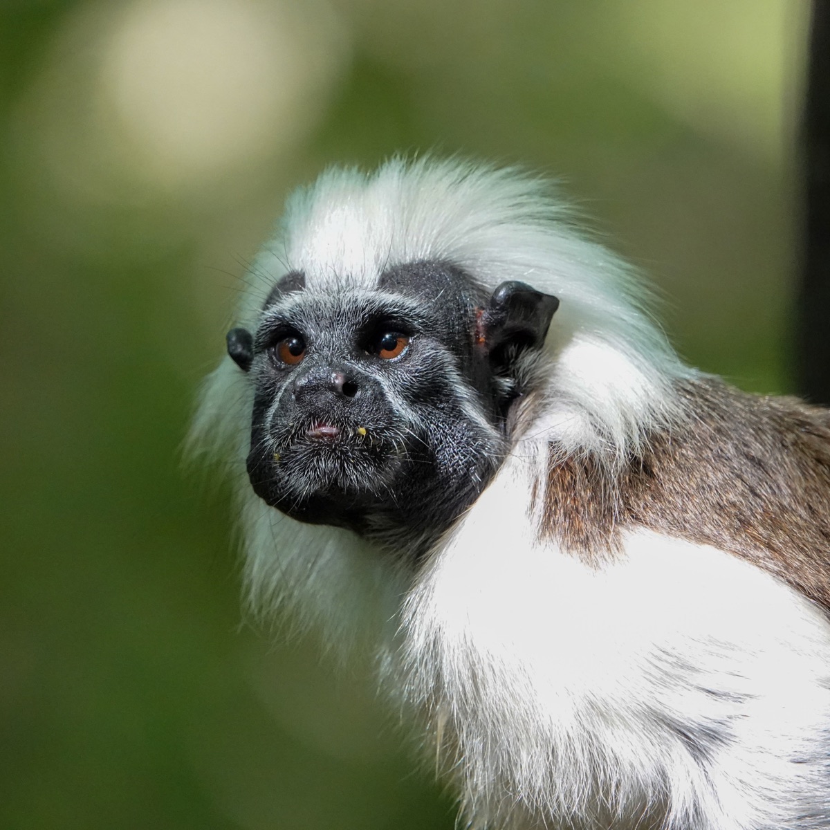 Retrato de un tití cabeciblanco