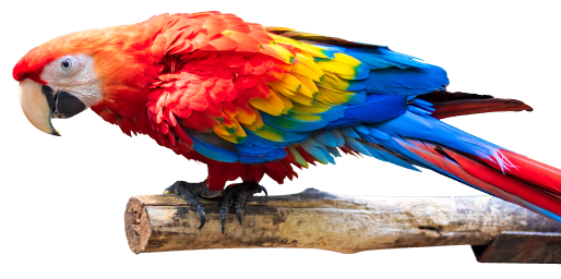 Guacamayo