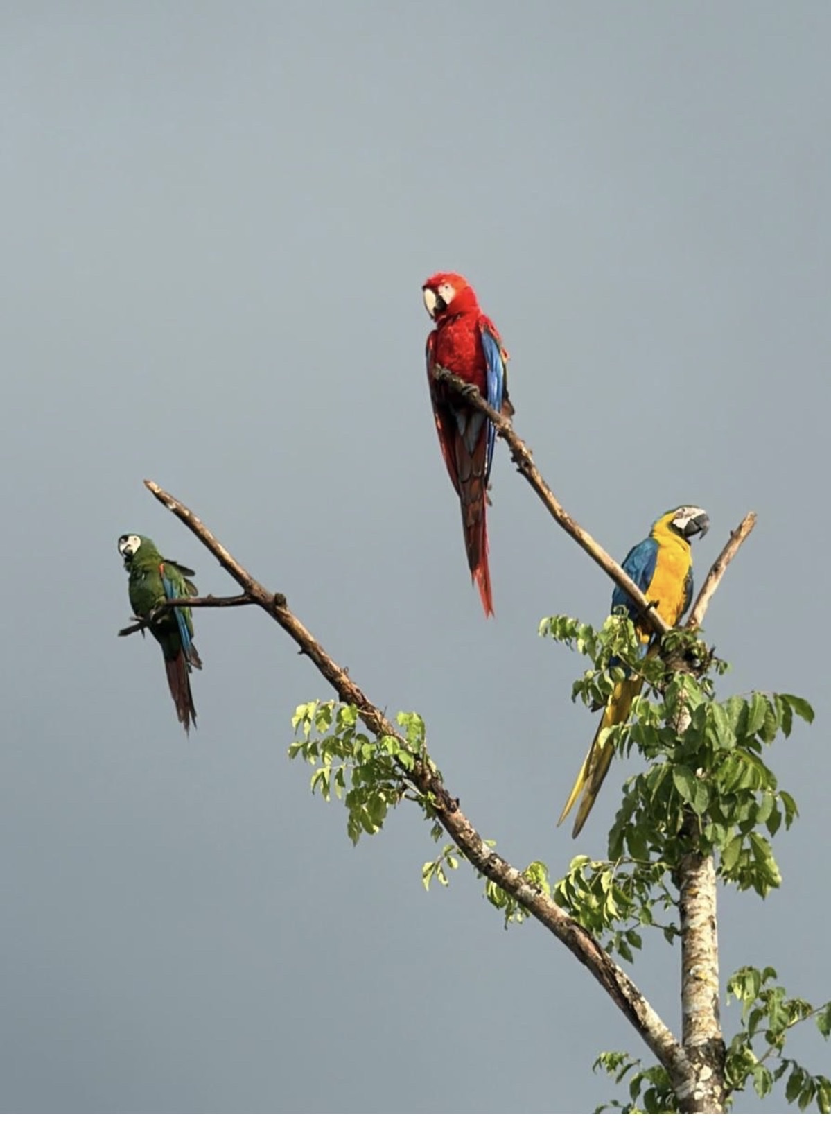 Tres especies de guacamaya posadas en una rama de jobo: cariseco, bandera y azul y amarillo