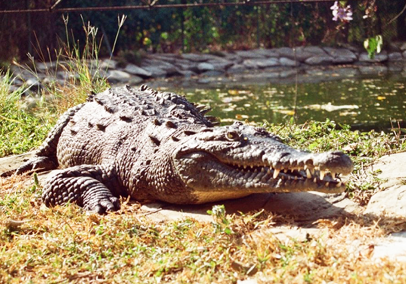 Tour Vivarium Del Caribe - Alondra Express