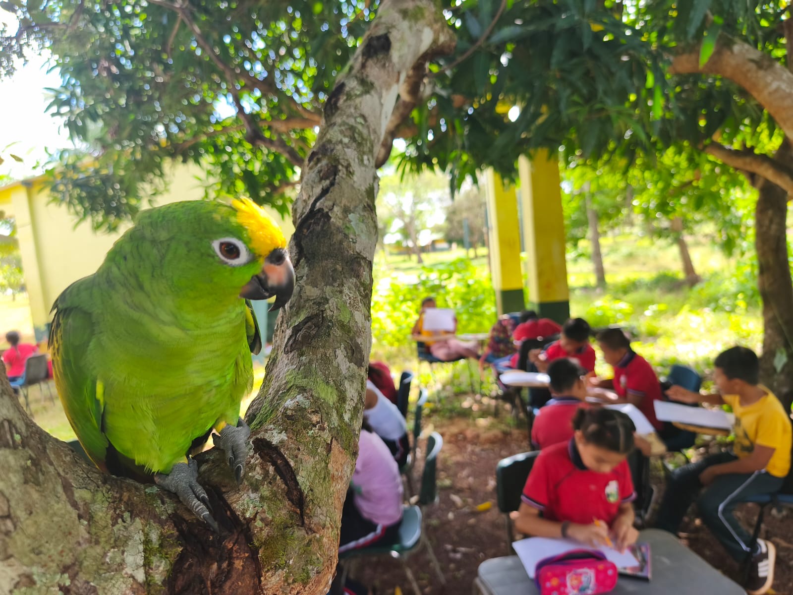 Lorenzo auf einem Baum im Schulhof, während die Kinder im Freien Unterricht haben